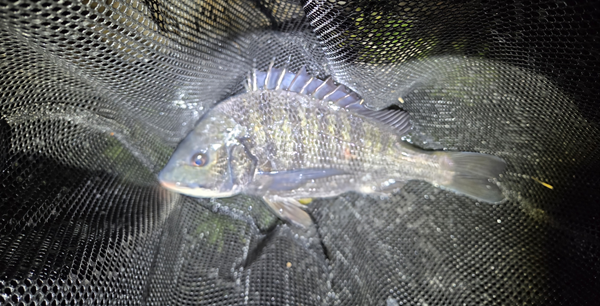 7月12日・新岡山港周辺チニングで釣ったチヌ1枚目