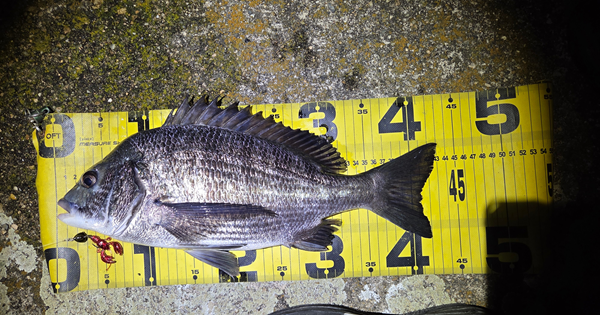 7月12日・新岡山港周辺チニングで釣ったチヌ2枚目