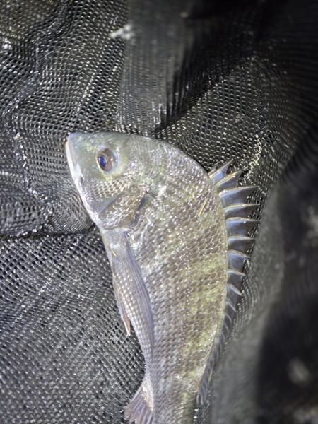 7月13日・新岡山港周辺チニングで釣ったチヌ3枚目