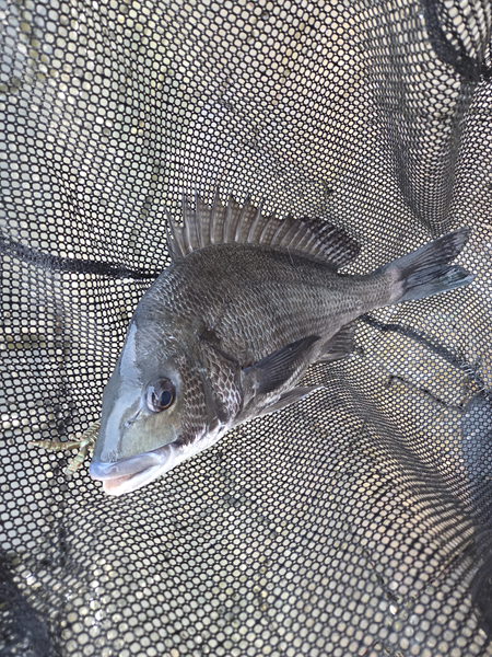 7月16日・新岡山港周辺チニングで釣ったチヌ1枚目