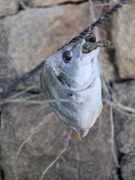 7月16日・新岡山港周辺チニングで釣ったチヌ2枚目