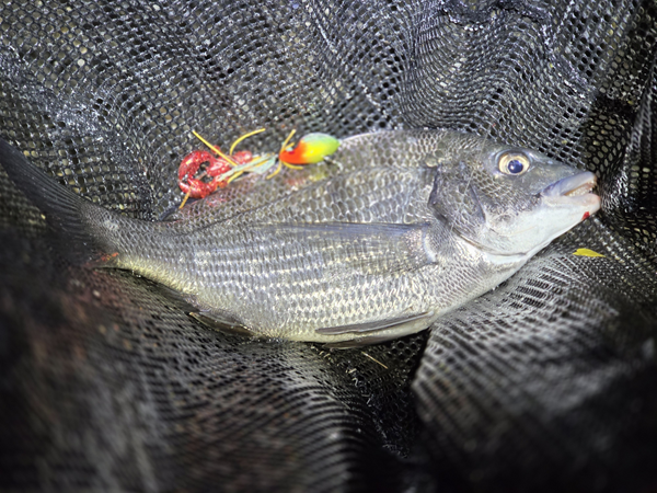 7月16日・新岡山港周辺・チヌ魂とファイティングクローで釣ったチヌ