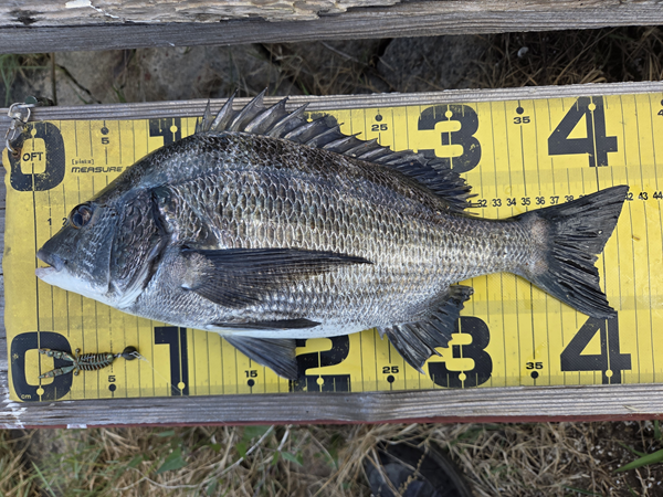 7月21日・新岡山港周辺チニングで釣ったチヌ