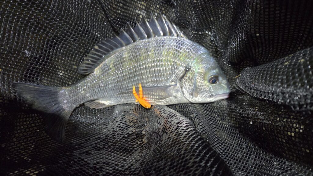 8月１１日・新岡山港周辺チニングで釣ったチヌ