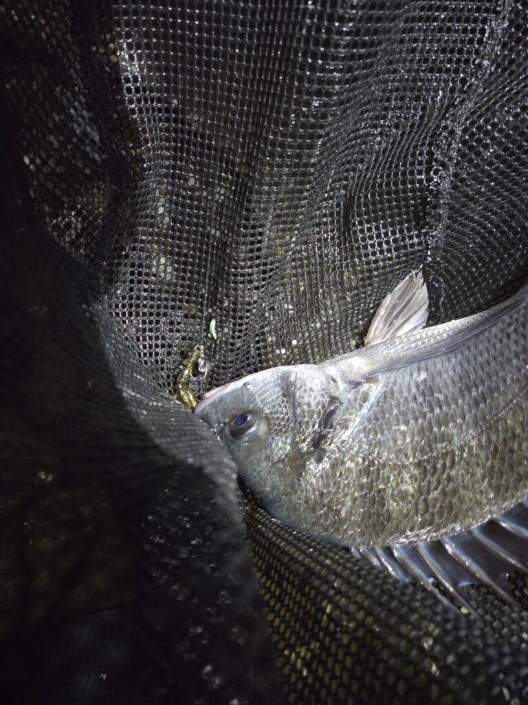 8月１１日・新岡山港周辺チニングで釣ったチヌ2枚目