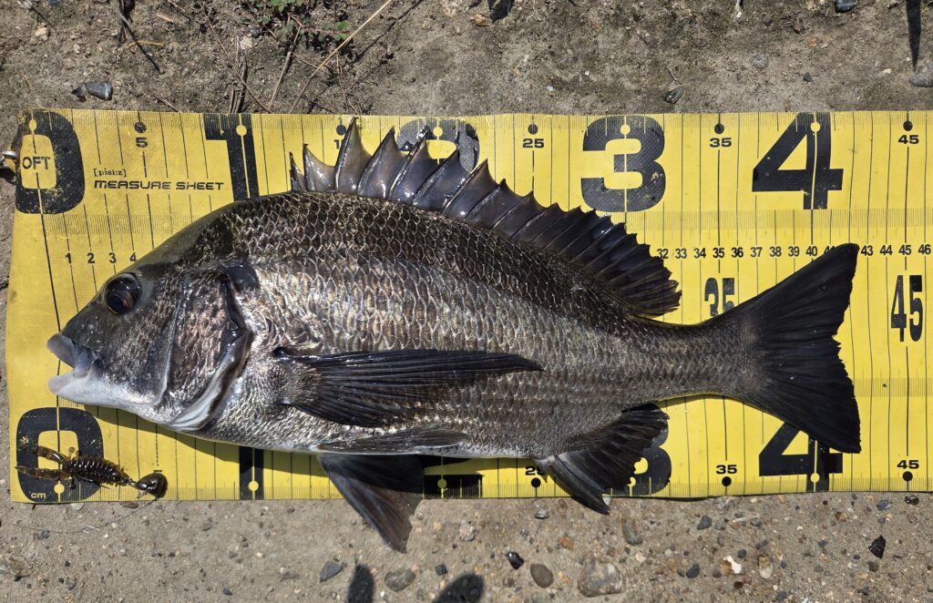 8月13日・新岡山港周辺チニングで釣ったチヌ2枚目