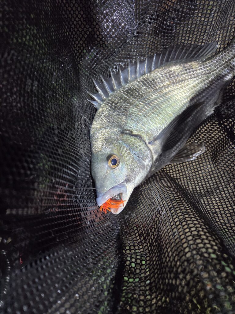 8月13日・リトルスパイダー3inで釣ったチヌ1枚目