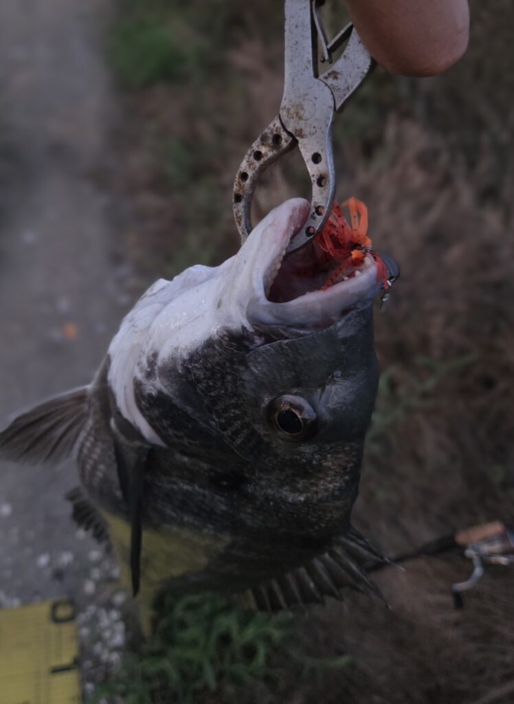 8月13日・リトルスパイダー3inで釣ったチヌ2枚目