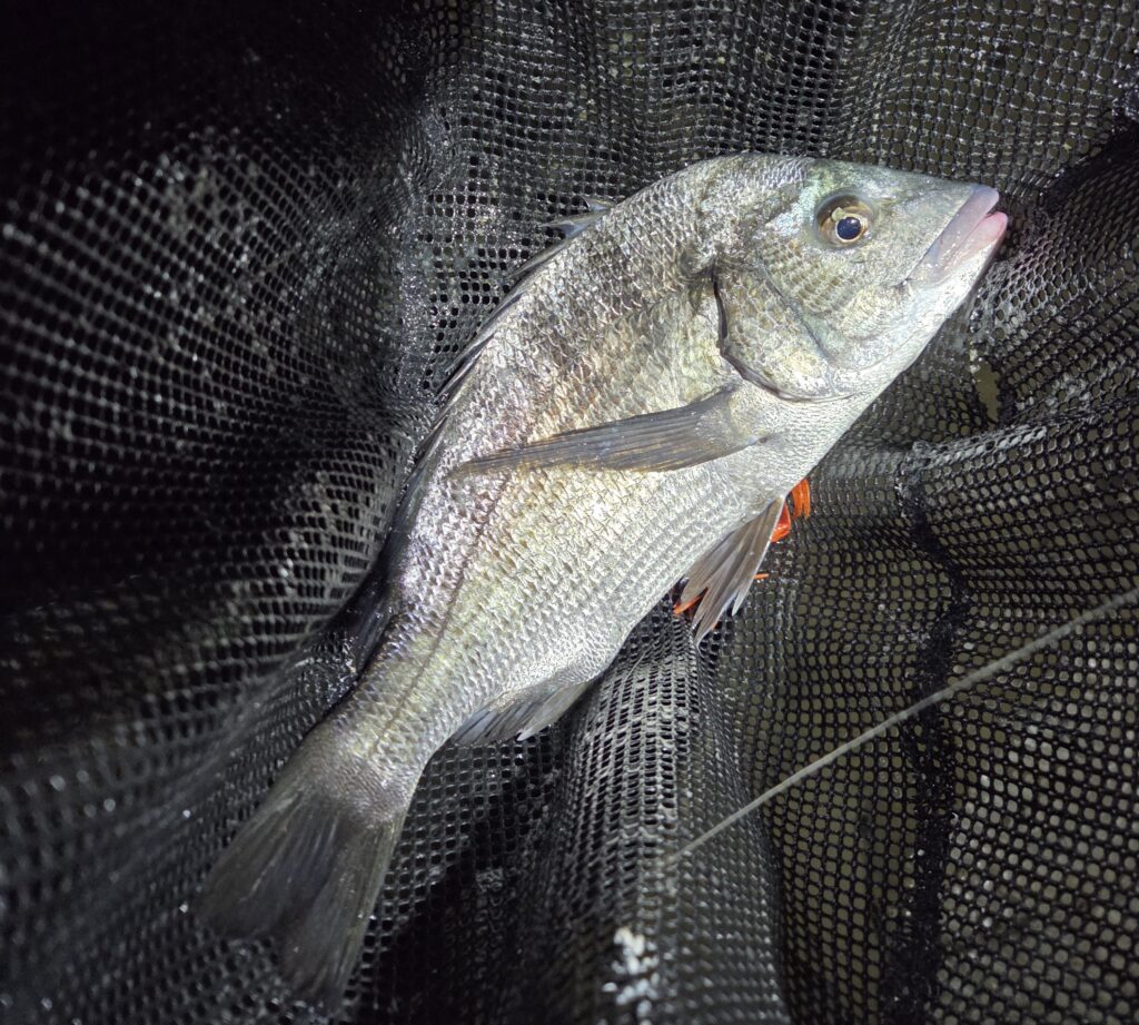 8月13日・リトルスパイダー3inで釣ったチヌ3枚目