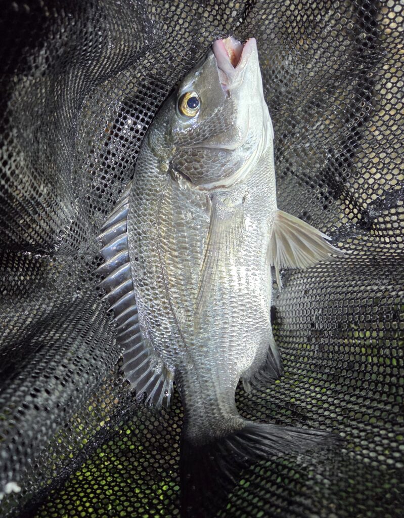 8月13日・リトルスパイダー3inで釣ったチヌ4枚目