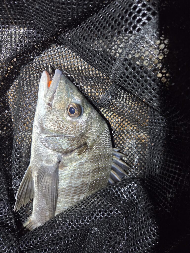 8月16日・新岡山港周辺チニングで釣ったチヌ1枚目