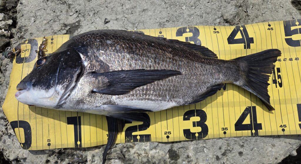 8月17日・新岡山港周辺チニングで釣ったチヌ1枚目