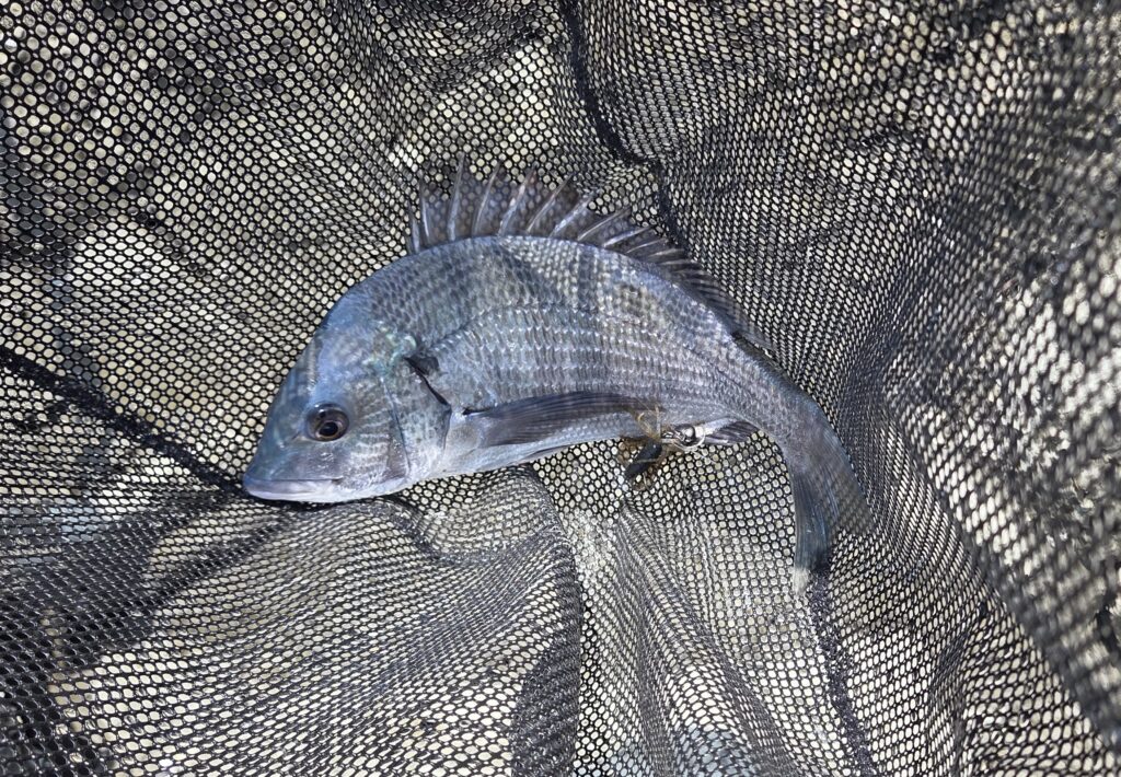 8月17日・リトルスパイダー3インチで釣ったチヌ2枚目画像