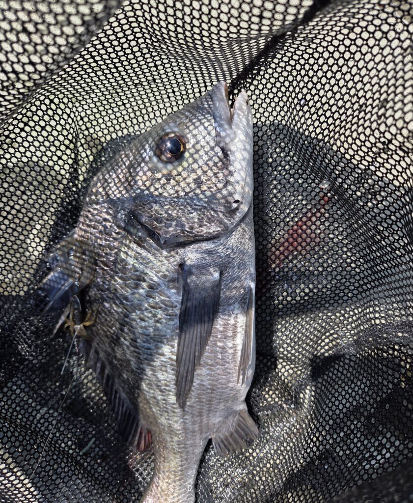 8月17日・リトルスパイダー3インチで釣ったチヌ1枚目