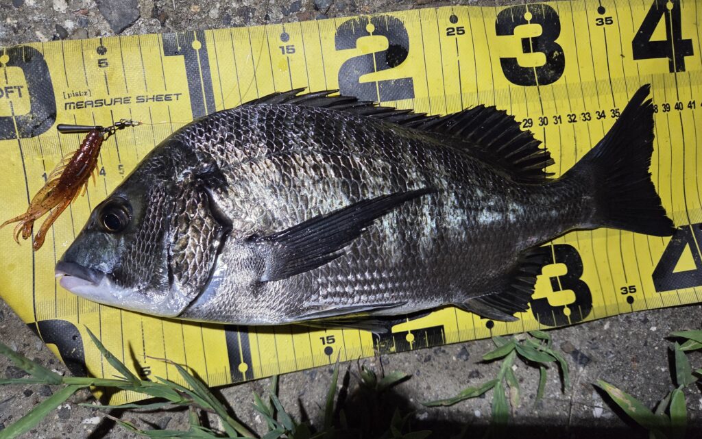 8月17日・シルバーウルフアーバンシュリンプで釣ったチヌ1枚目