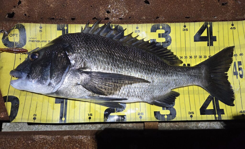 8月17日・シルバーウルフアーバンシュリンプで釣ったチヌ2枚目画像