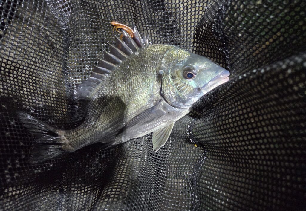 8月17日・シルバーウルフアーバンシュリンプで釣ったチヌ3枚目画像