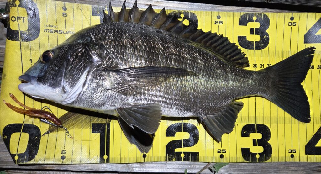 8月17日・シルバーウルフアーバンシュリンプで釣ったチヌ4枚目