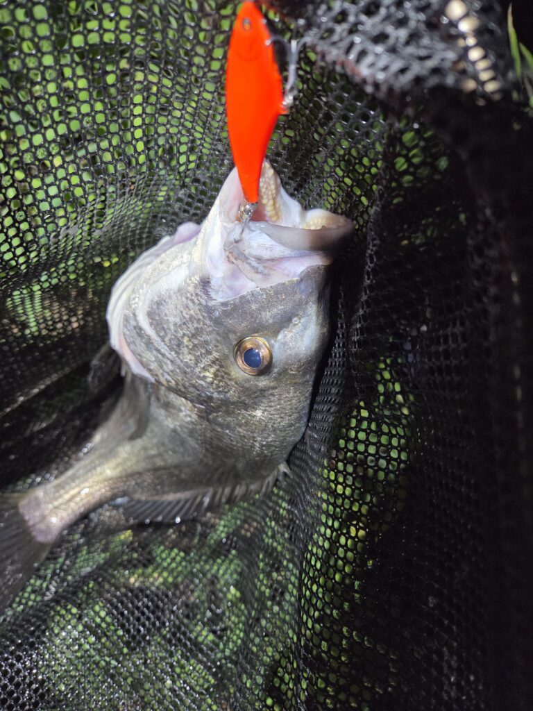 8月19日・APIA・GEM4.5で釣ったチヌ画像