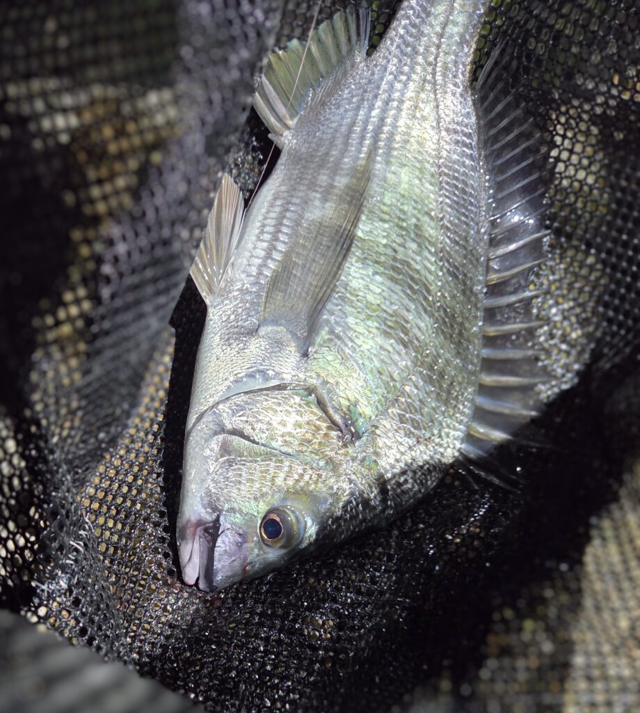 8月29日・チニングで釣ったチヌ1枚目