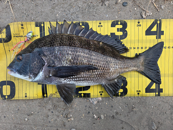 7月13日・新岡山港周辺チニングで釣ったチヌ1枚目