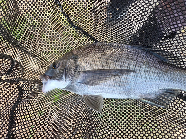 7月13日・新岡山港周辺チニングで釣ったチヌ2枚目