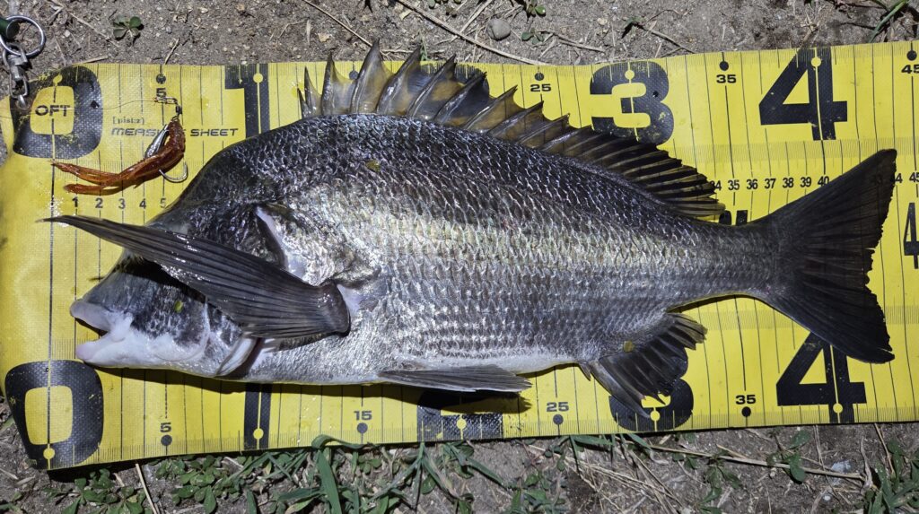 8月29日・チニングで釣ったチヌ2枚目