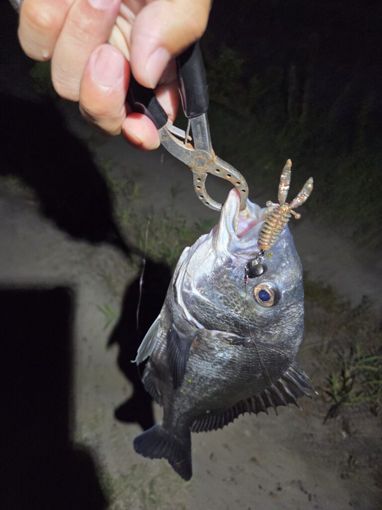 8月29日・チニングで釣ったチヌ3枚目