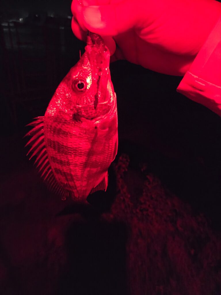 8月30日。チニングで釣ったチヌ。