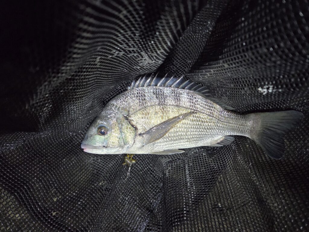 9月9日。チニングで釣った35ｃｍのチヌ。