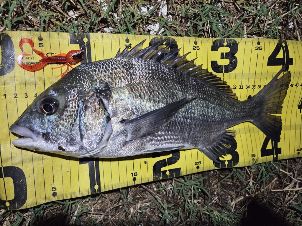 9月10日。チニングで釣ったチヌ。