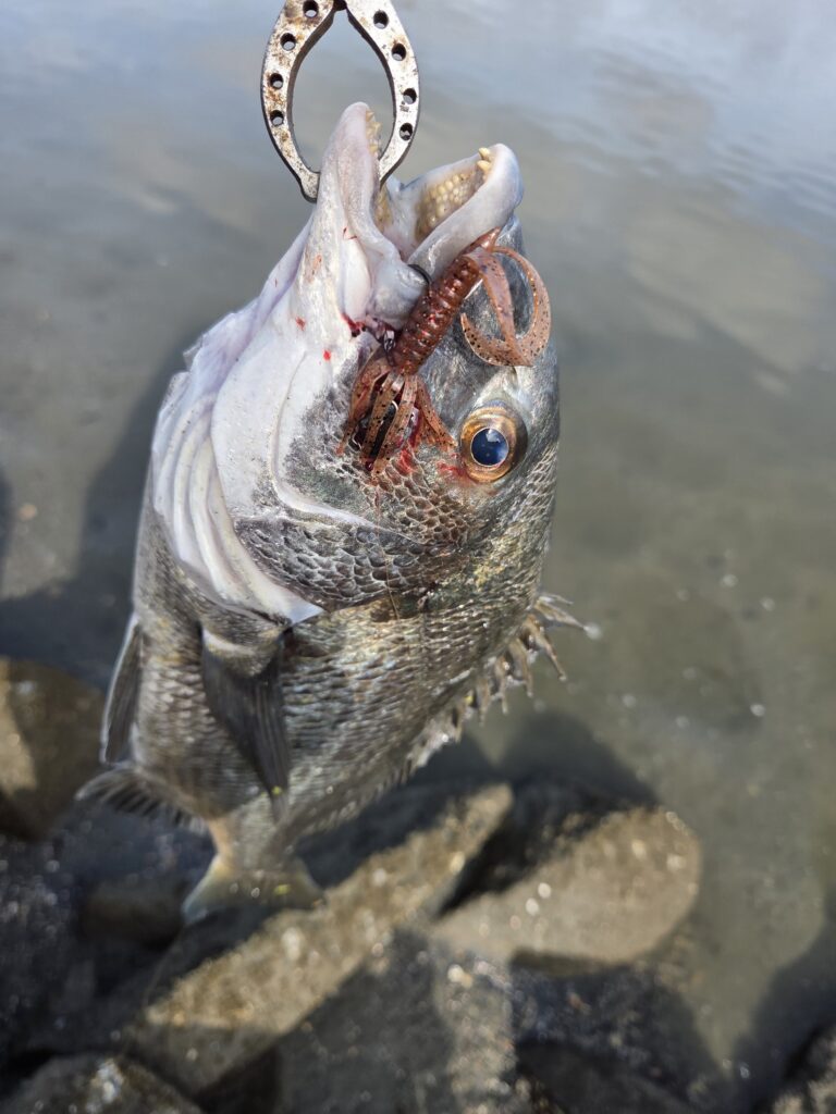 9月13日にチニングで釣った40cmのチヌ。