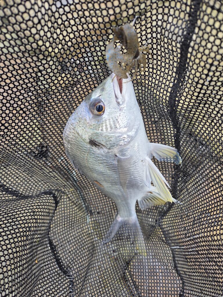 9月14日。チニングでの釣果
