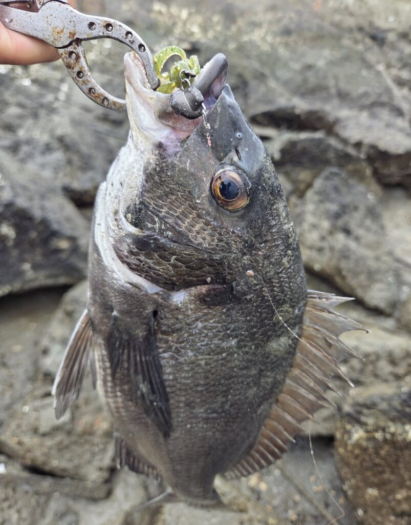 9月14日。42cmチヌ。