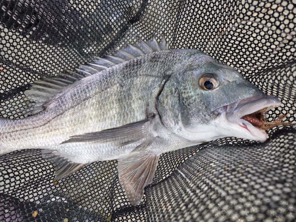 9月11日。推定38cmのチニングで釣ったチヌ