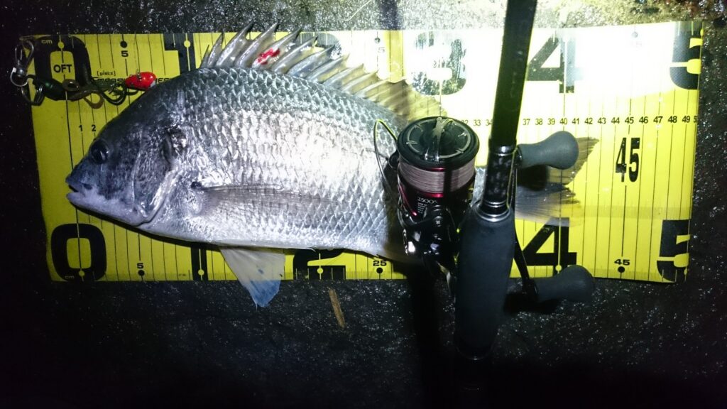 水島港。チニングにて釣ったキビレチヌ。